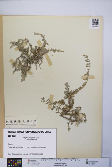 Atriplex philippii [Espécimen: UCH:SQF:0006341]