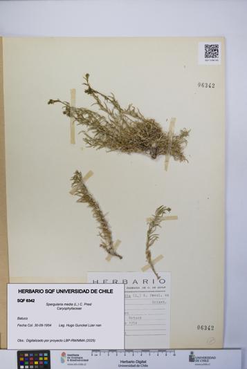 Spergularia media [Espécimen: UCH:SQF:0006342]