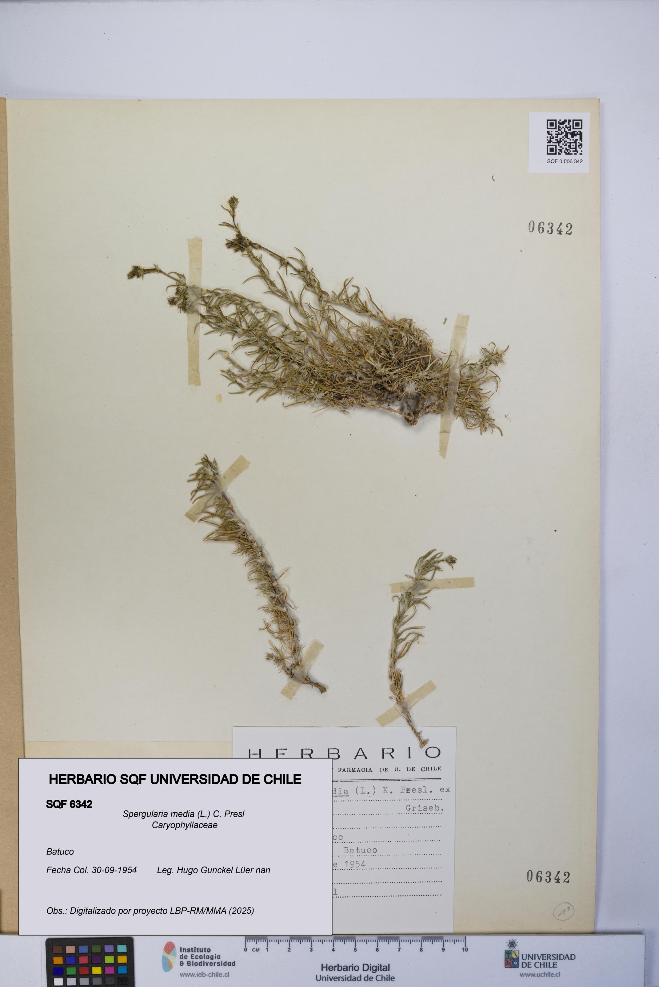 Spergularia media [Espécimen: UCH:SQF:0006342]