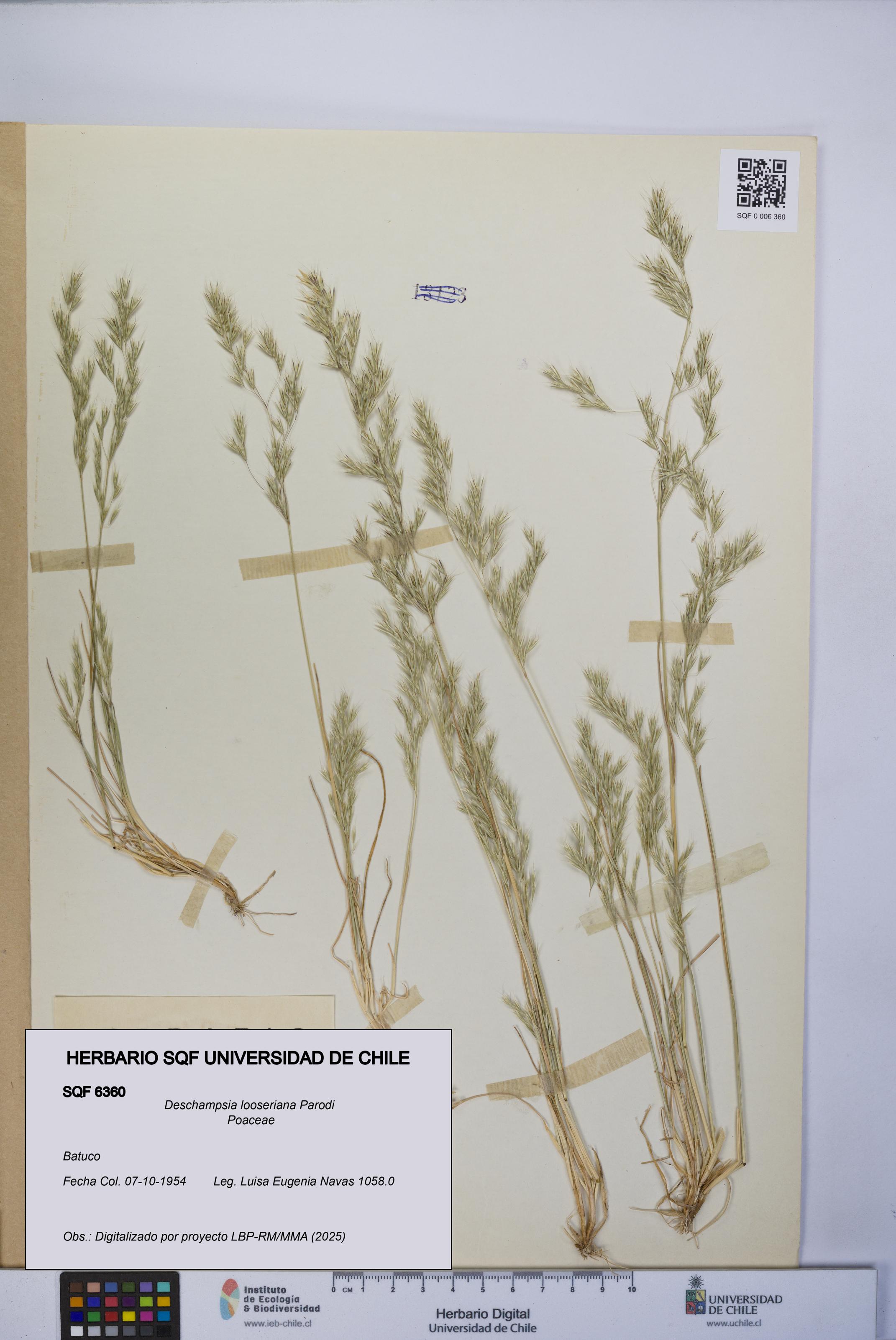 Deschampsia looseriana [Espécimen: UCH:SQF:0006360]