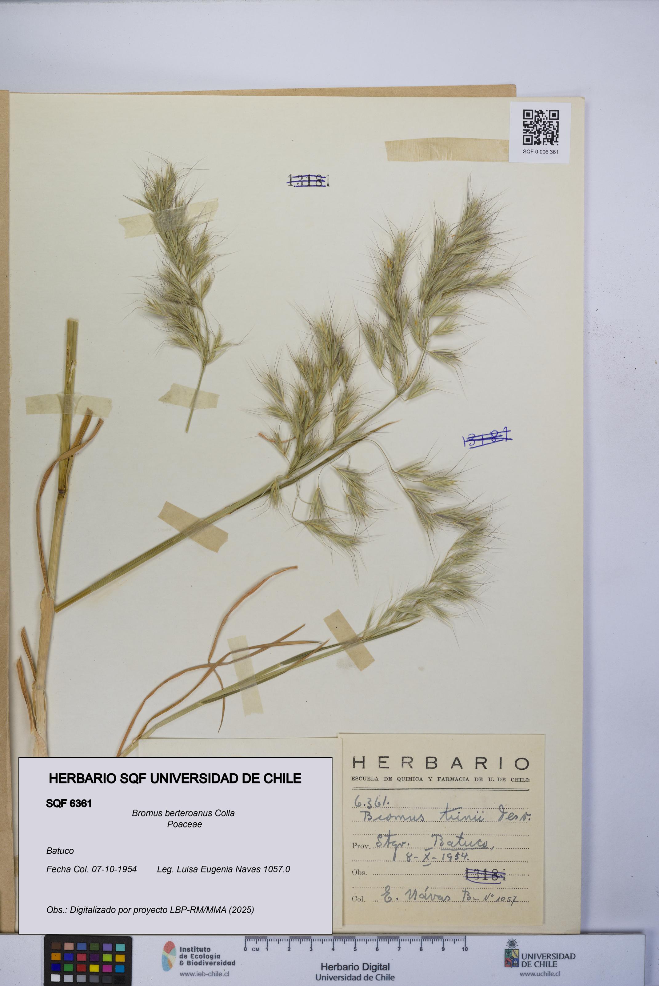 Bromus berteroanus [Espécimen: UCH:SQF:0006361]