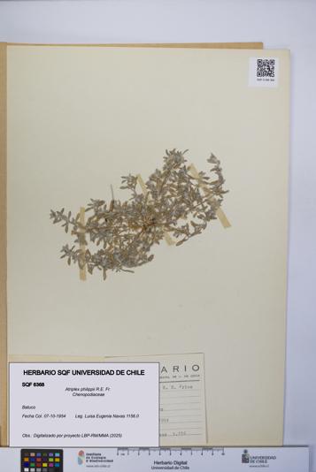 Atriplex philippii [Espécimen: UCH:SQF:0006368]