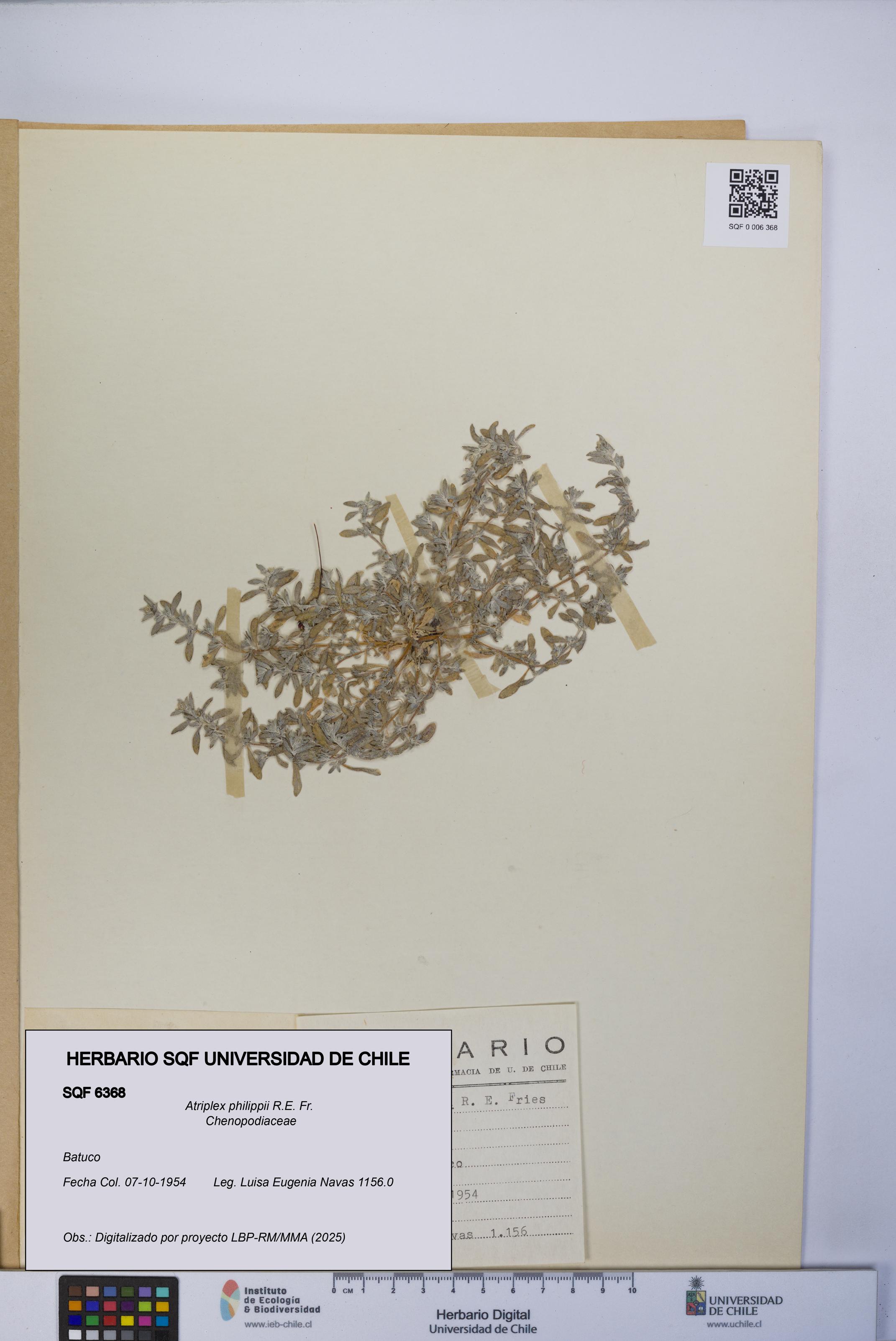 Atriplex philippii [Espécimen: UCH:SQF:0006368]