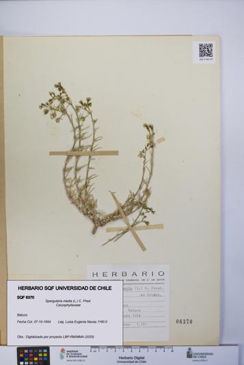 Spergularia media [Espécimen: UCH:SQF:0006370]