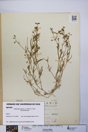 Spergularia rubra [Espécimen: UCH:SQF:0006372]