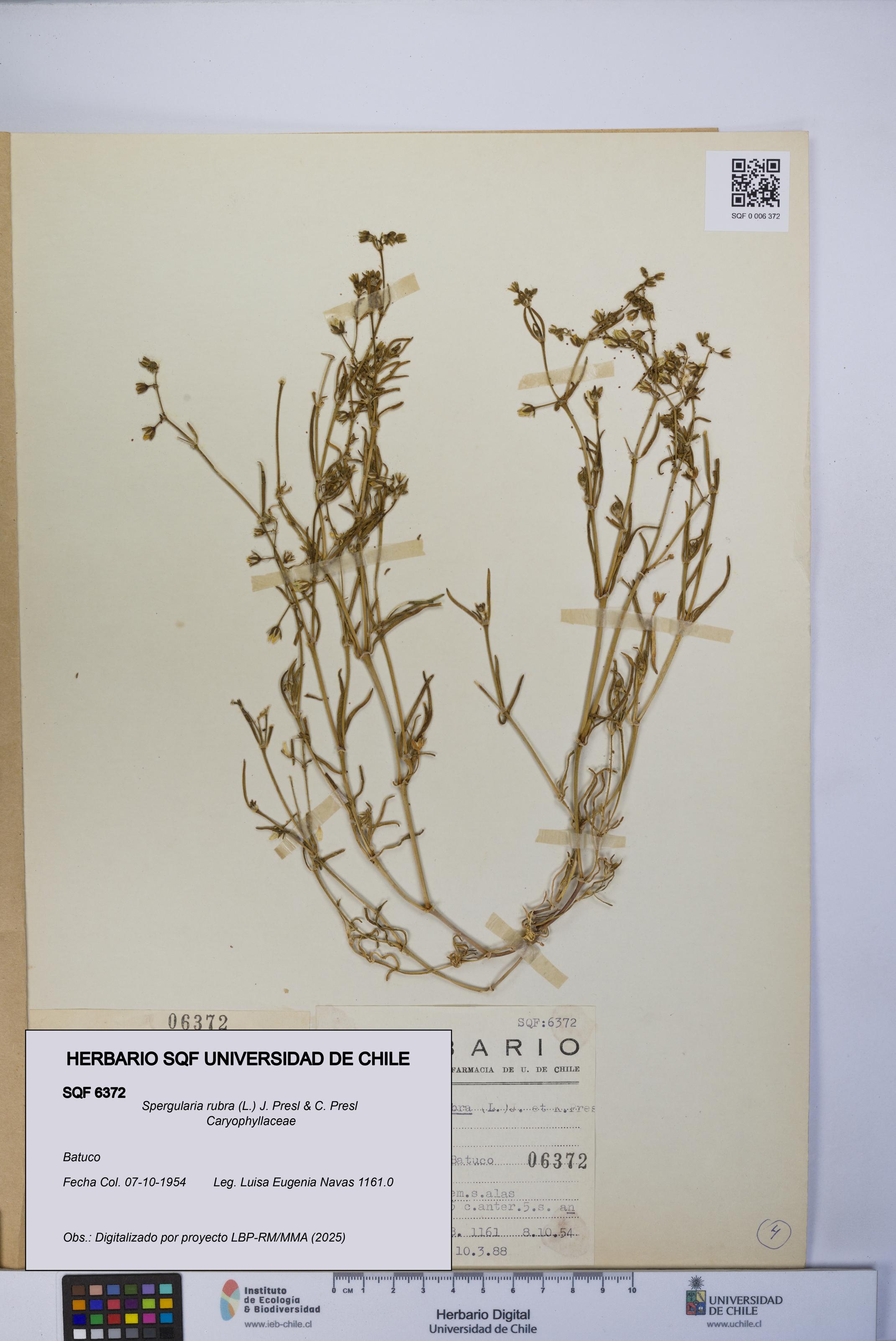 Spergularia rubra [Espécimen: UCH:SQF:0006372]