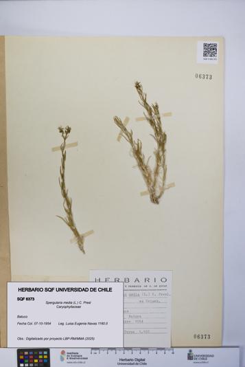 Spergularia media [Espécimen: UCH:SQF:0006373]