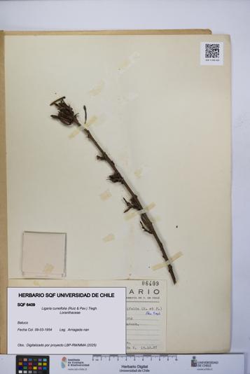 Ligaria cuneifolia [Espécimen: UCH:SQF:0006409]