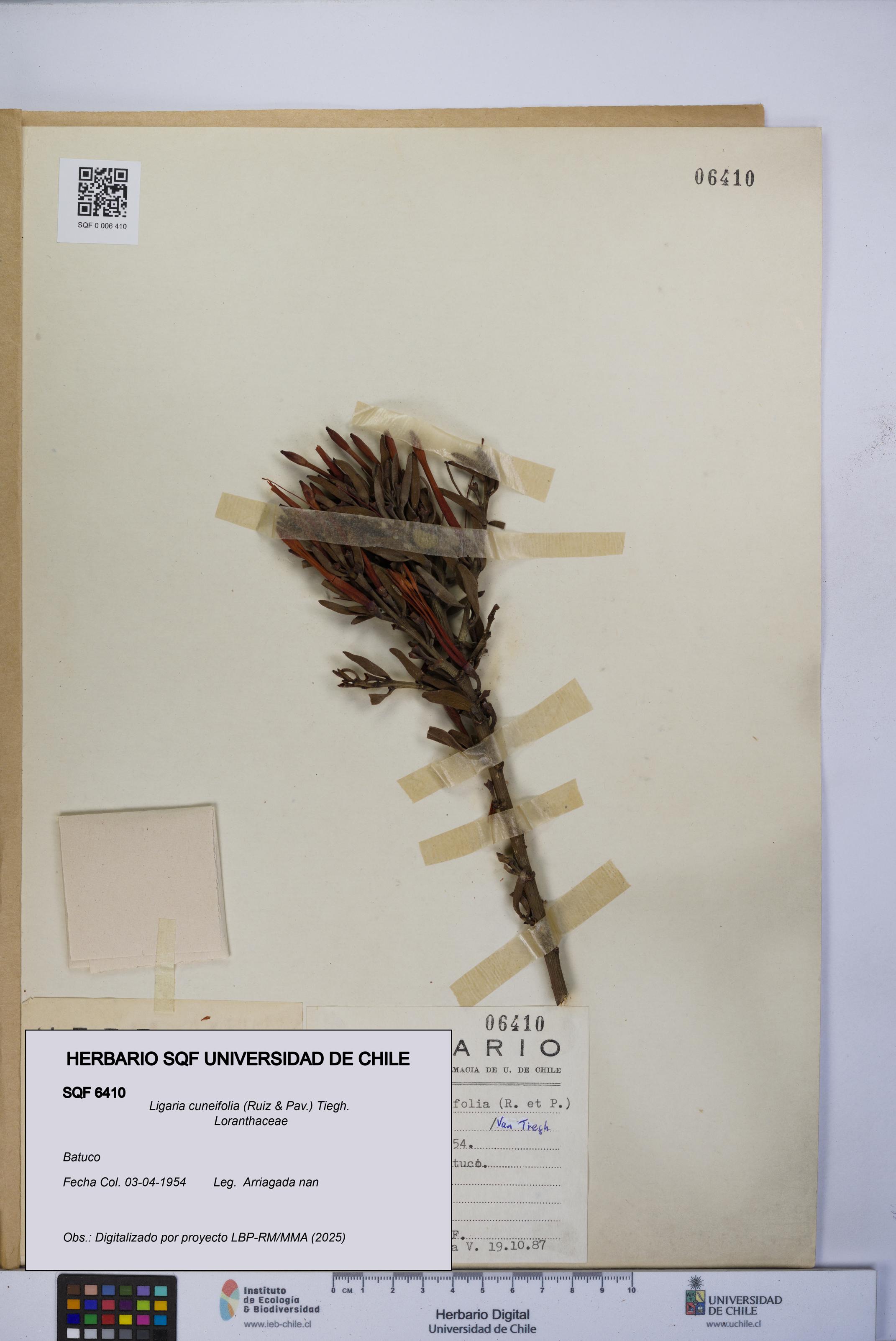 Ligaria cuneifolia [Espécimen: UCH:SQF:0006410]