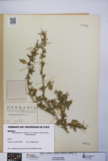 Chenopodiastrum murale [Espécimen: UCH:SQF:0006414]