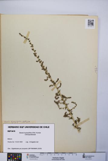 Bassia hyssopifolia [Espécimen: UCH:SQF:0006415]