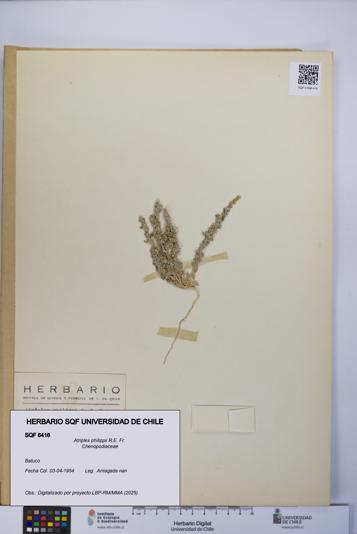 Atriplex philippii [Espécimen: UCH:SQF:0006416]