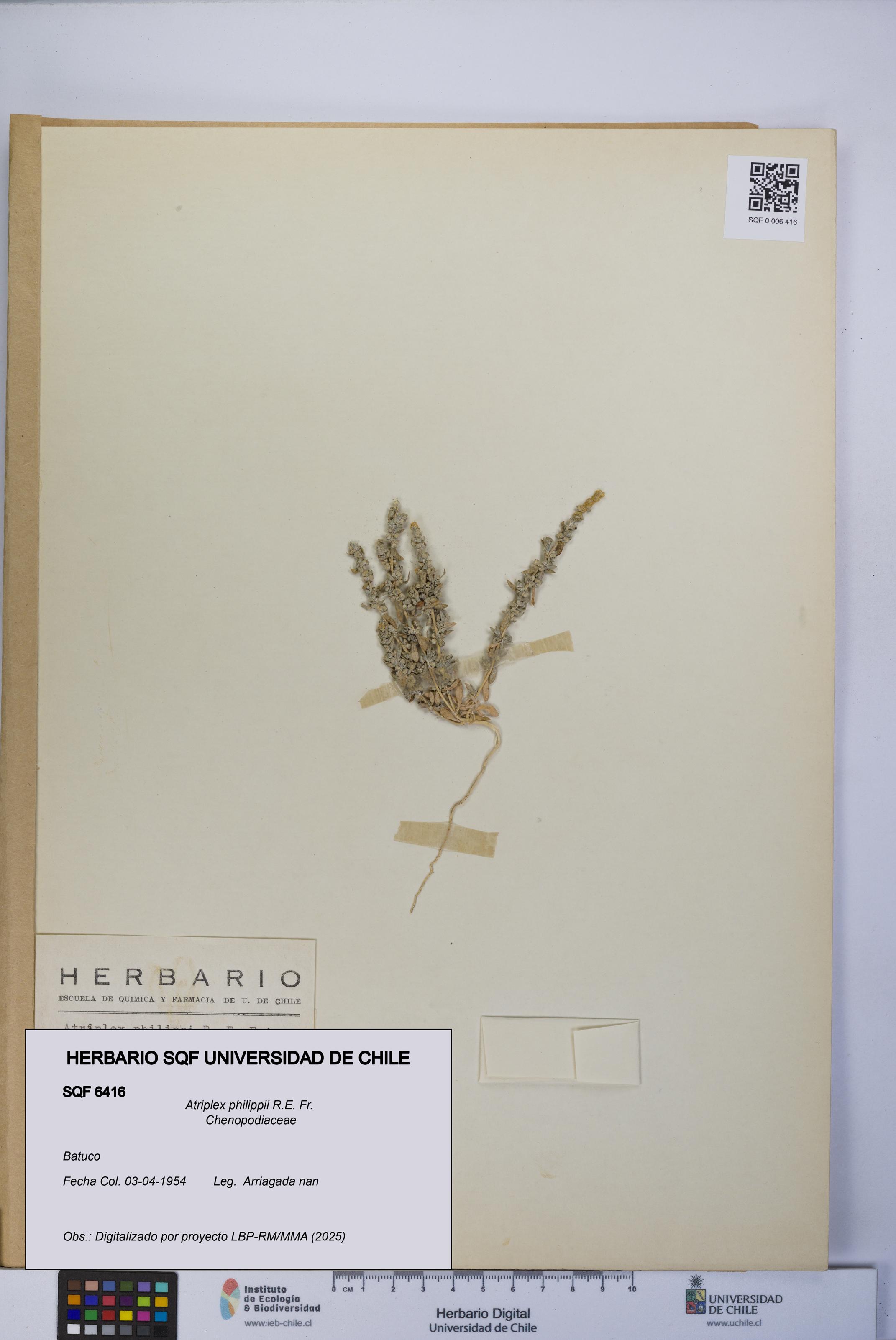 Atriplex philippii [Espécimen: UCH:SQF:0006416]