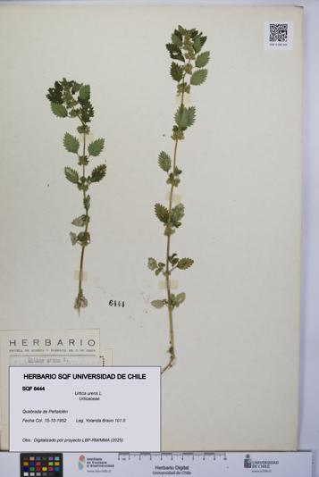 Urtica urens [Espécimen: UCH:SQF:0006444]