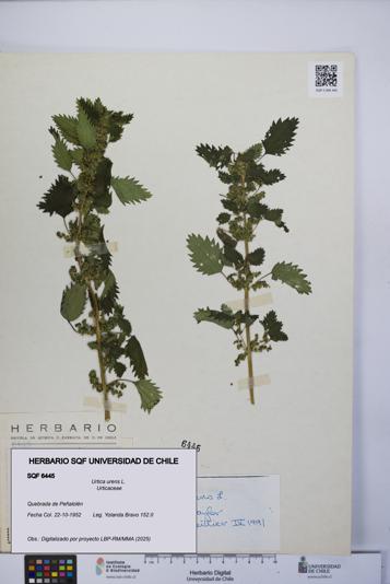 Urtica urens [Espécimen: UCH:SQF:0006445]