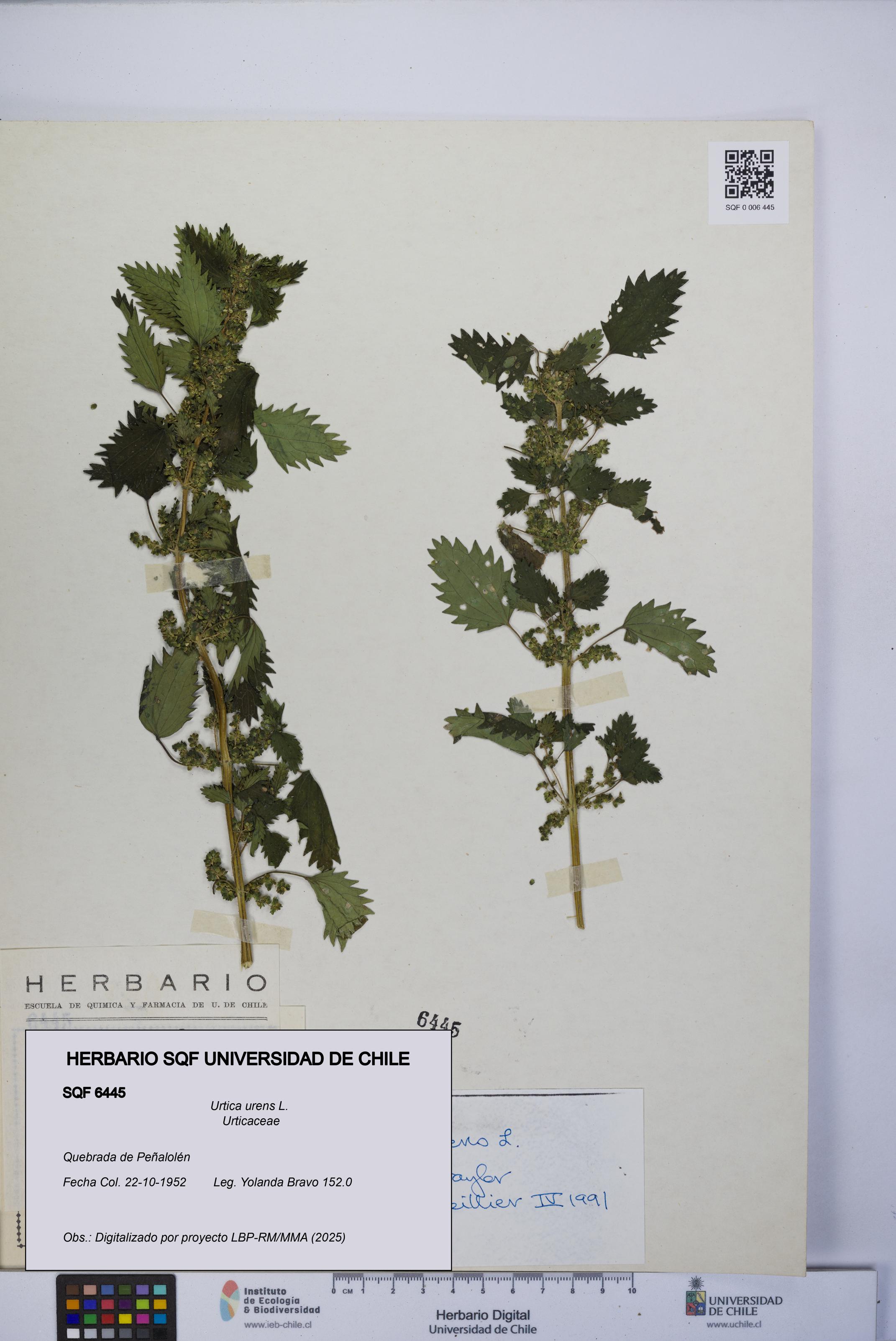 Urtica urens [Espécimen: UCH:SQF:0006445]