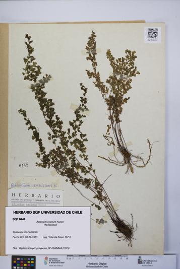 Adiantum excisum [Espécimen: UCH:SQF:0006447]
