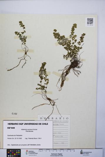Adiantum excisum [Espécimen: UCH:SQF:0006449]