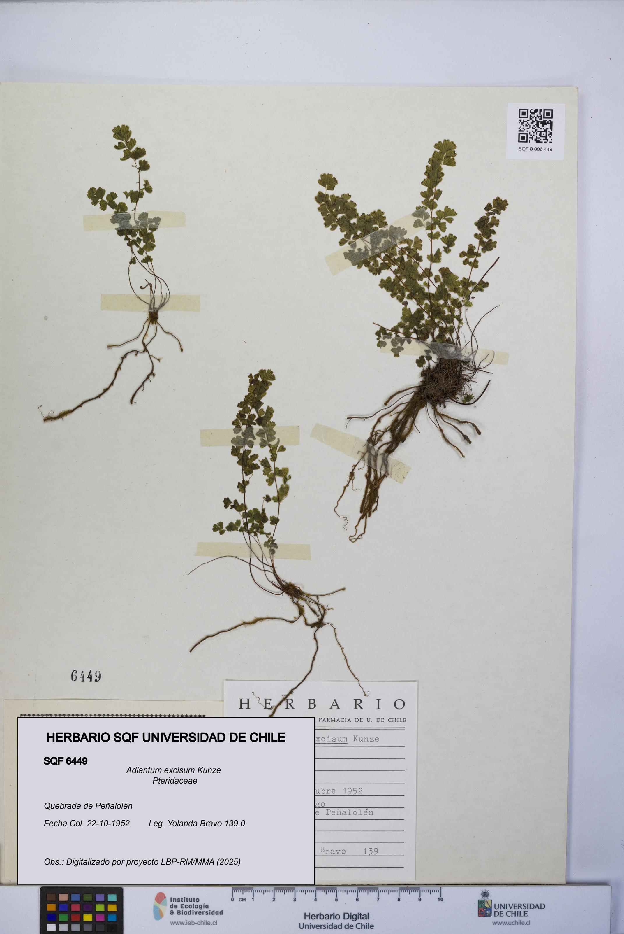 Adiantum excisum [Espécimen: UCH:SQF:0006449]