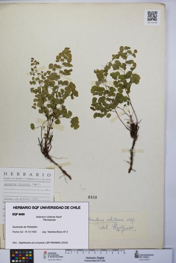 Adiantum chilense [Espécimen: UCH:SQF:0006450]