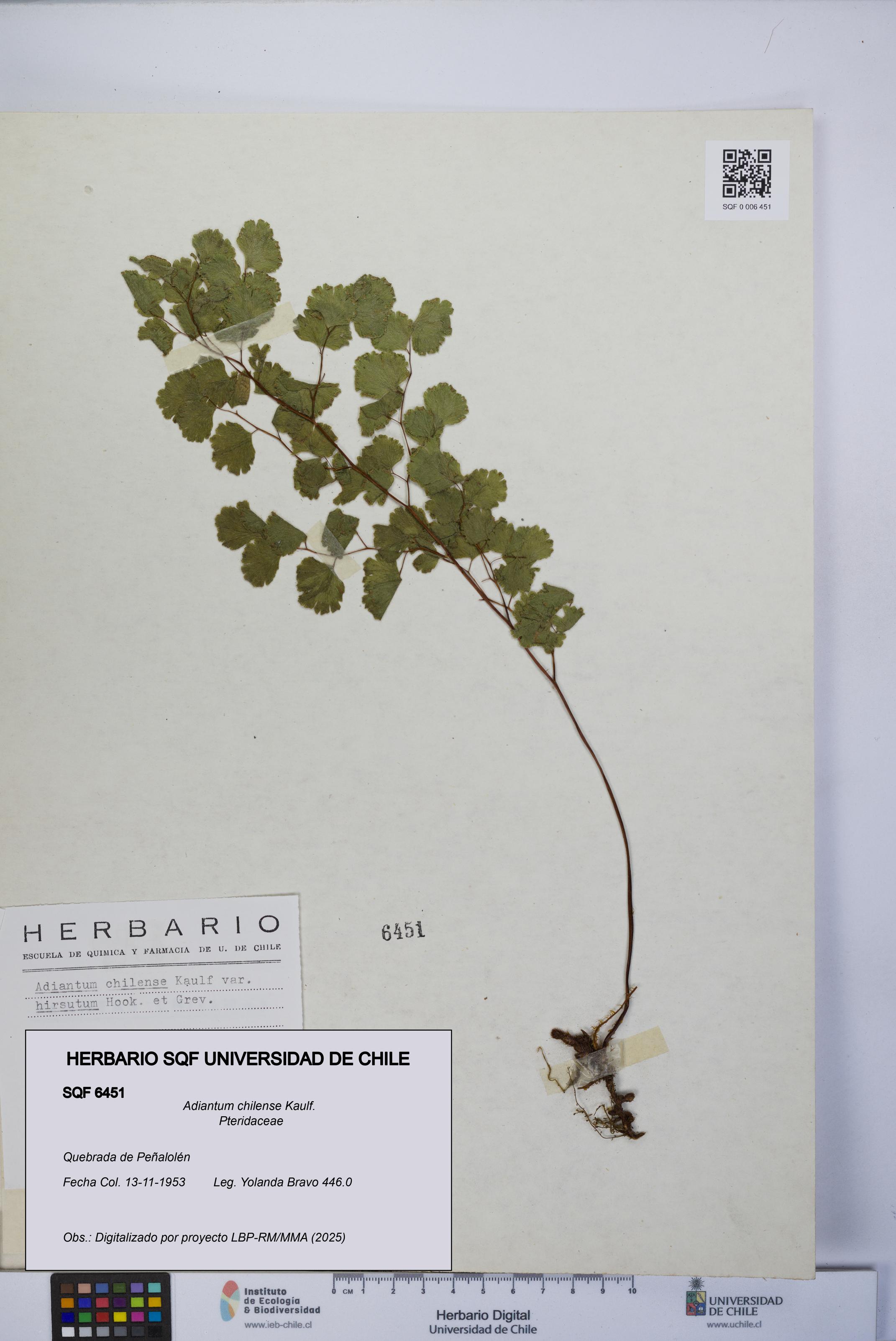 Adiantum chilense [Espécimen: UCH:SQF:0006451]
