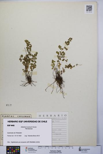 Adiantum excisum [Espécimen: UCH:SQF:0006452]