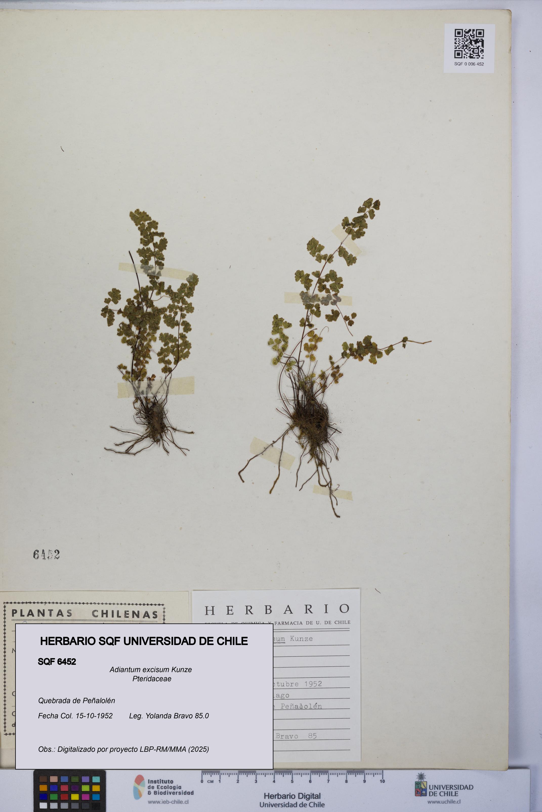 Adiantum excisum [Espécimen: UCH:SQF:0006452]