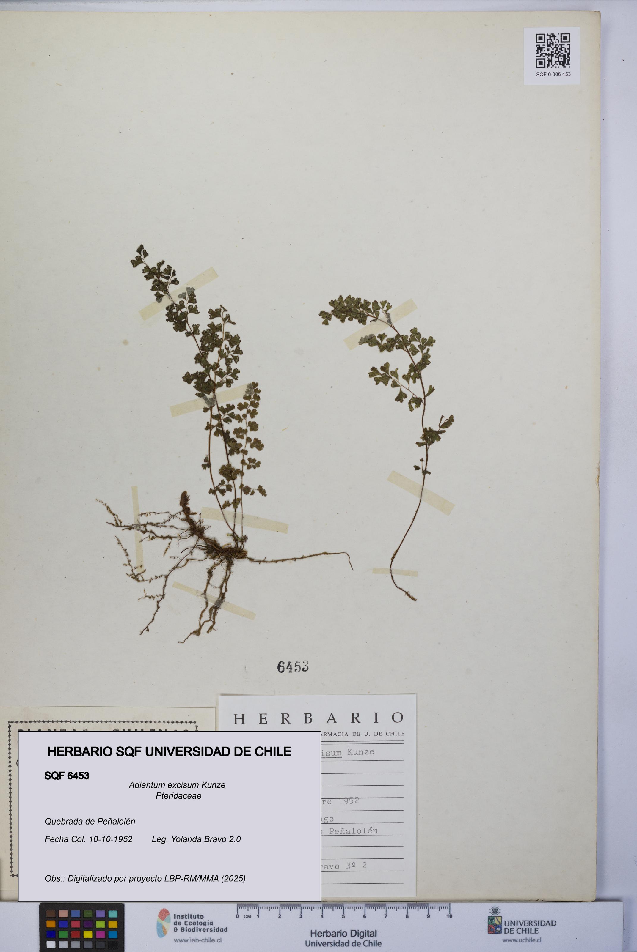 Adiantum excisum [Espécimen: UCH:SQF:0006453]
