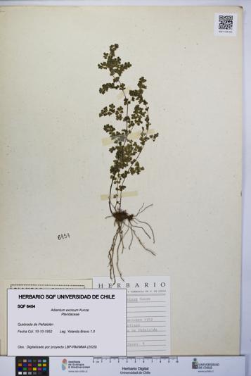 Adiantum excisum [Espécimen: UCH:SQF:0006454]