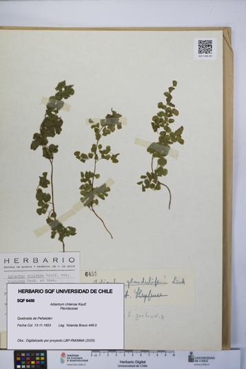 Adiantum chilense [Espécimen: UCH:SQF:0006455]