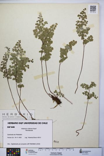 Adiantum chilense [Espécimen: UCH:SQF:0006456]