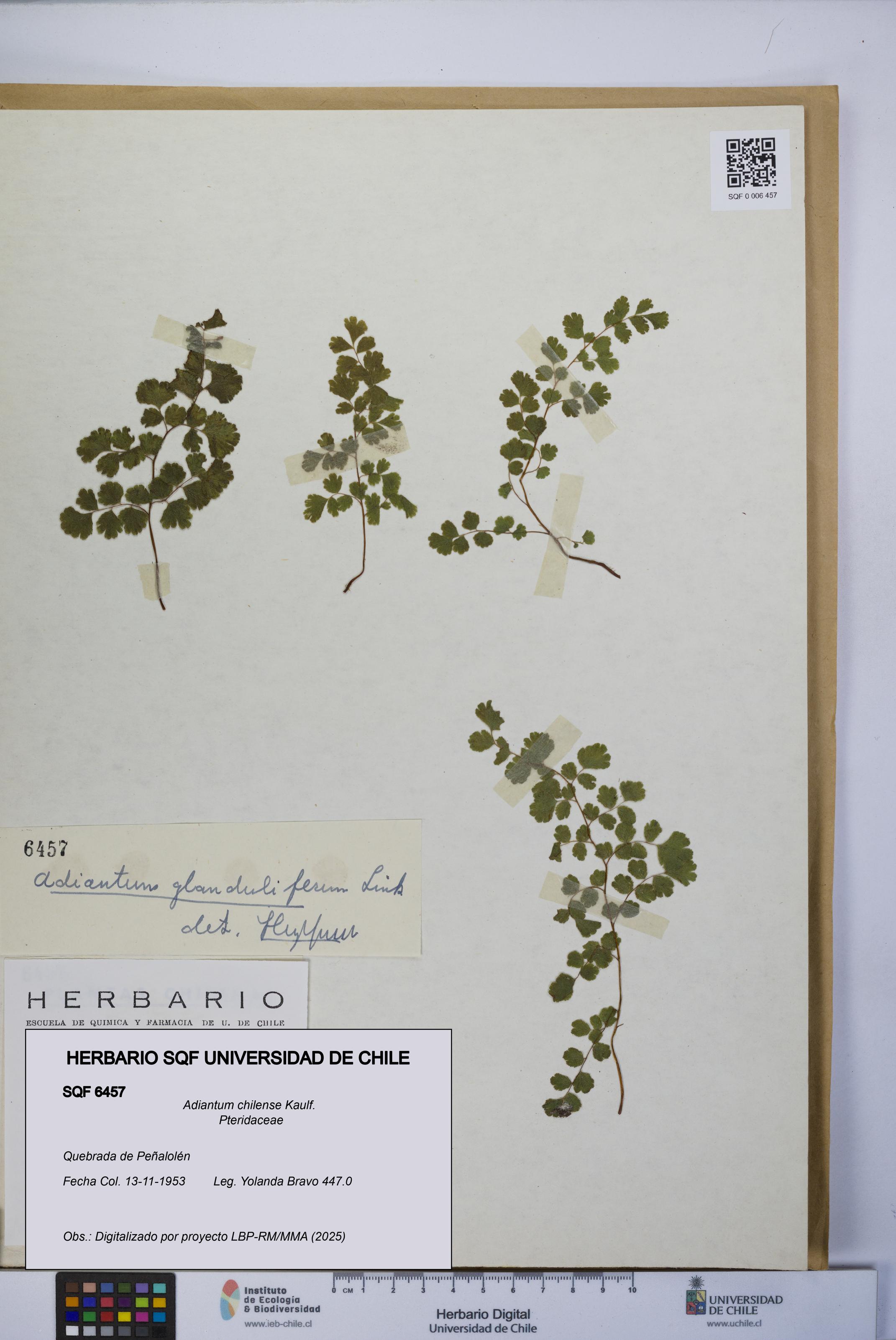 Adiantum chilense [Espécimen: UCH:SQF:0006457]