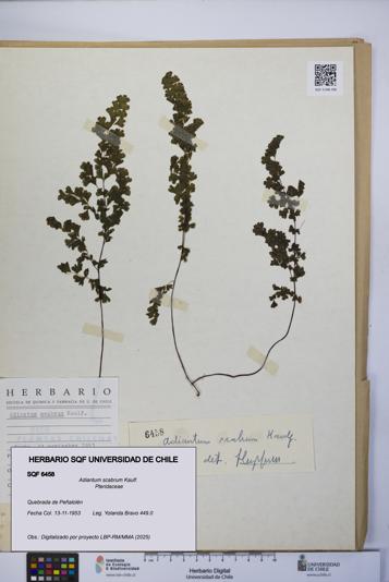 Adiantum scabrum [Espécimen: UCH:SQF:0006458]