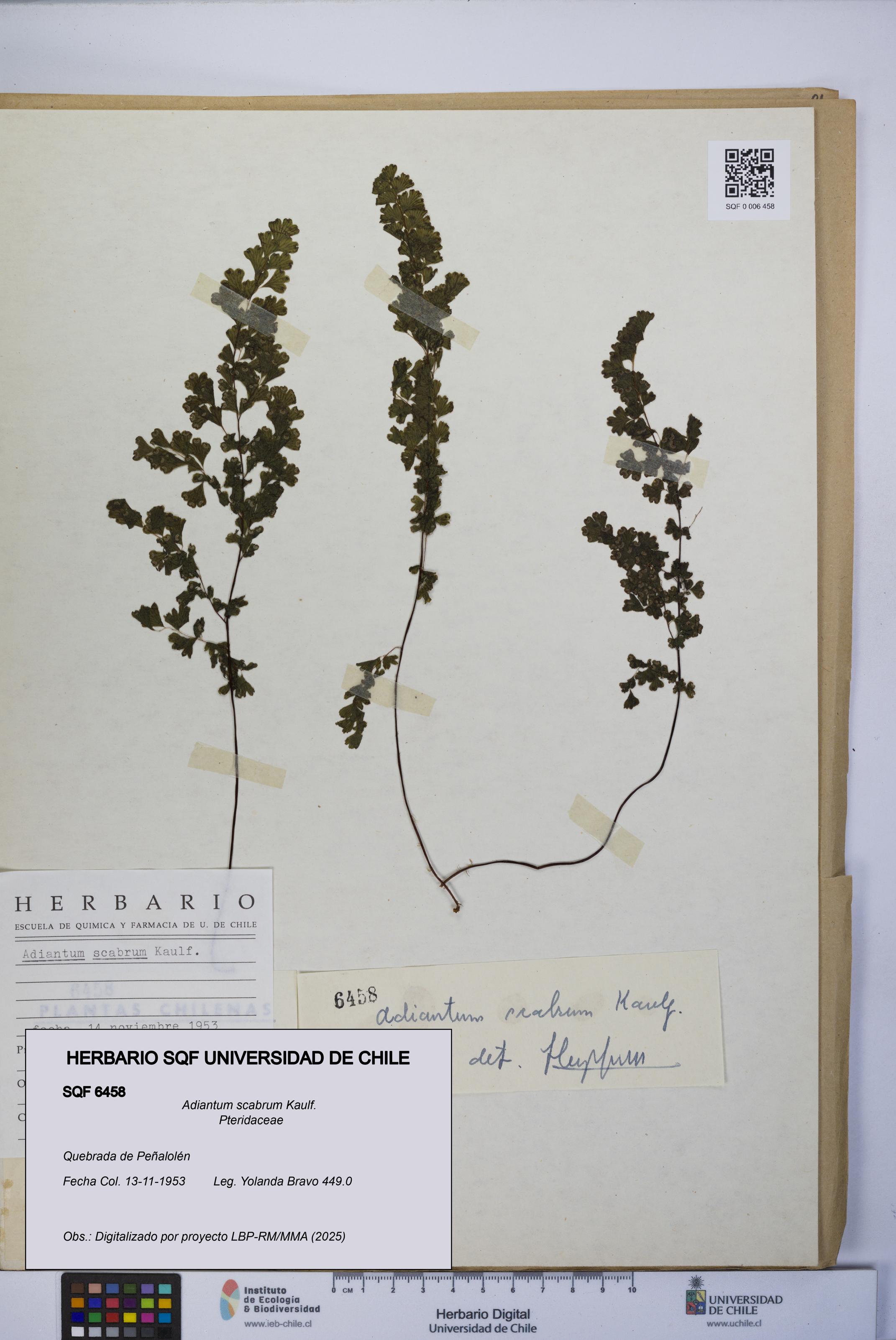 Adiantum scabrum [Espécimen: UCH:SQF:0006458]