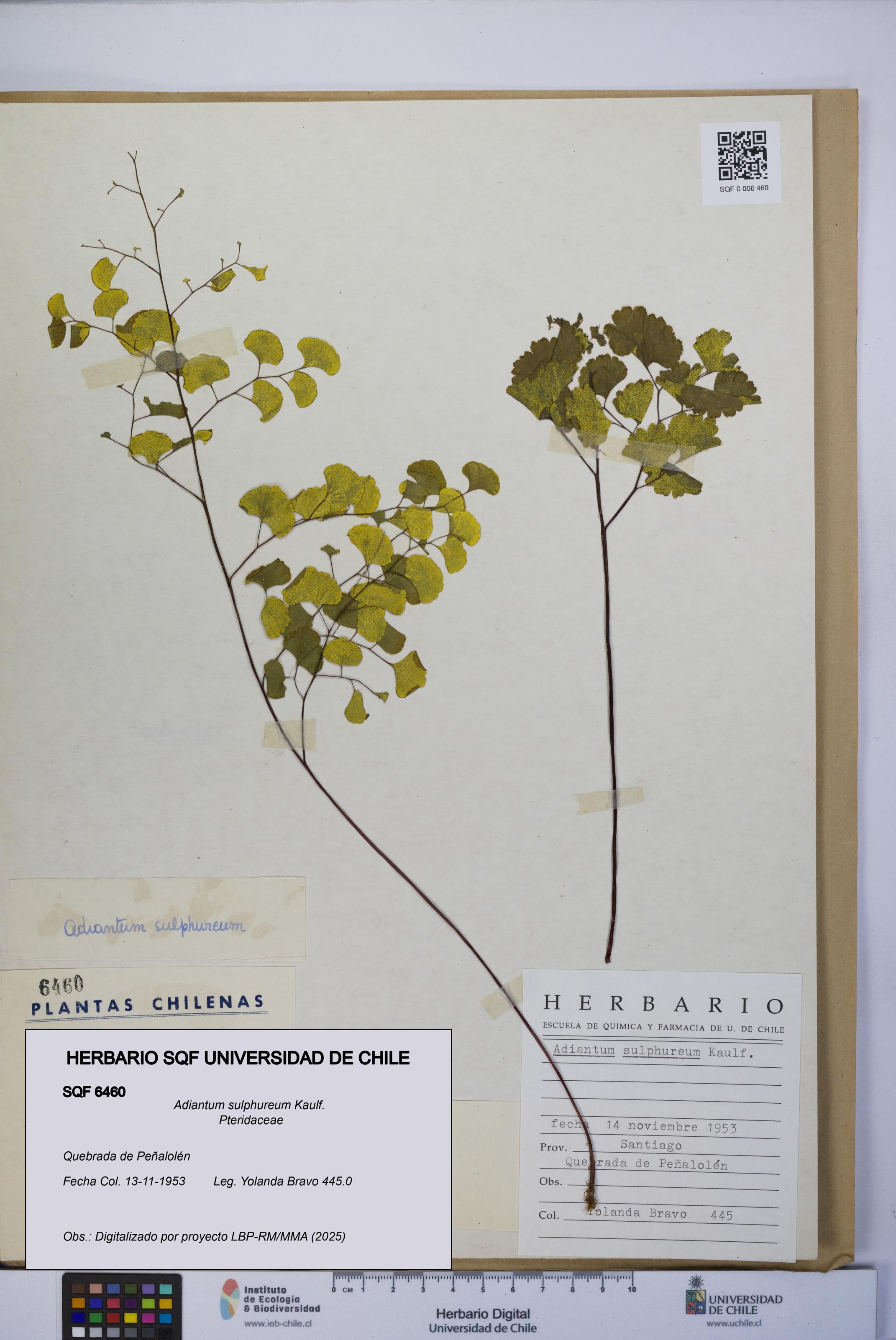 Adiantum sulphureum [Espécimen: UCH:SQF:0006460]