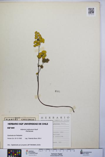 Adiantum sulphureum [Espécimen: UCH:SQF:0006461]
