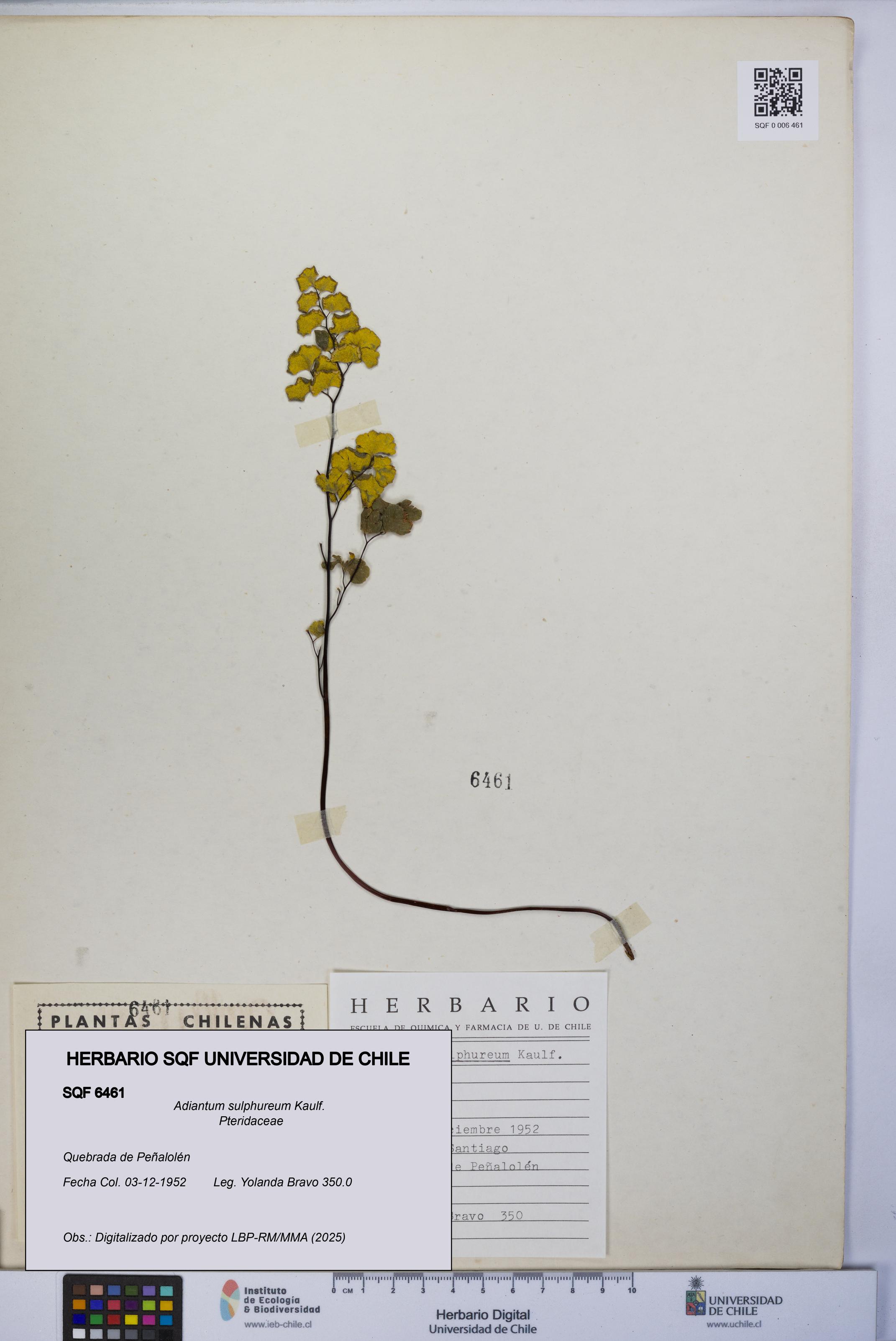 Adiantum sulphureum [Espécimen: UCH:SQF:0006461]