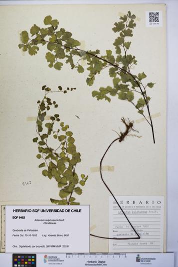 Adiantum sulphureum [Espécimen: UCH:SQF:0006462]