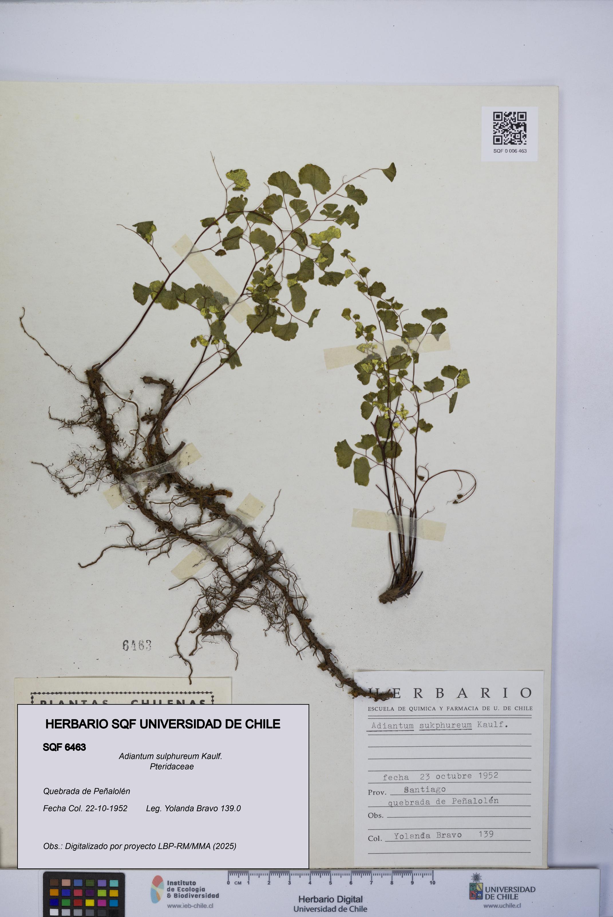 Adiantum sulphureum [Espécimen: UCH:SQF:0006463]