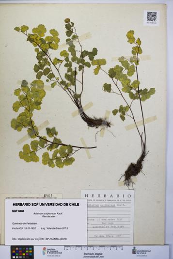 Adiantum sulphureum [Espécimen: UCH:SQF:0006464]