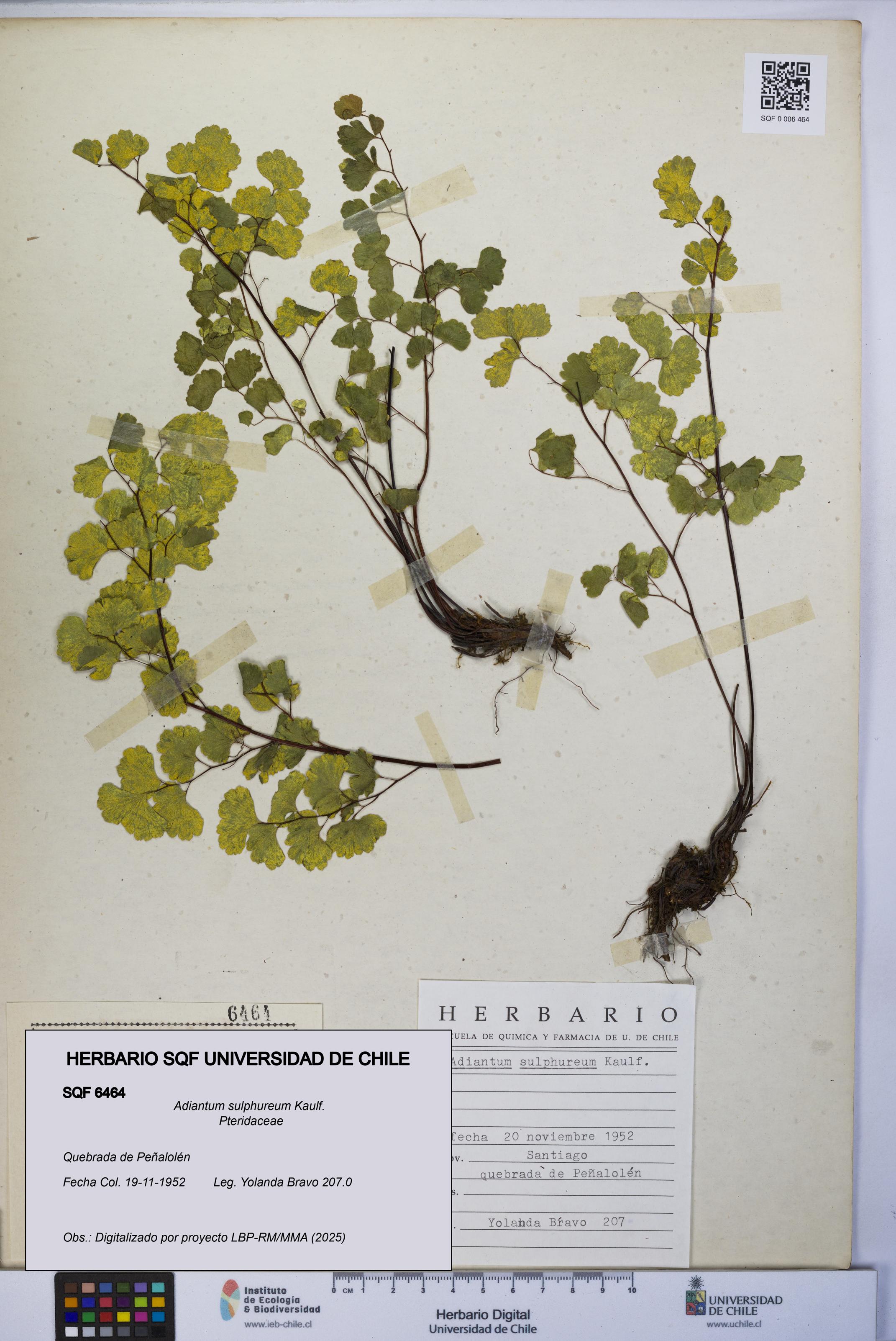 Adiantum sulphureum [Espécimen: UCH:SQF:0006464]