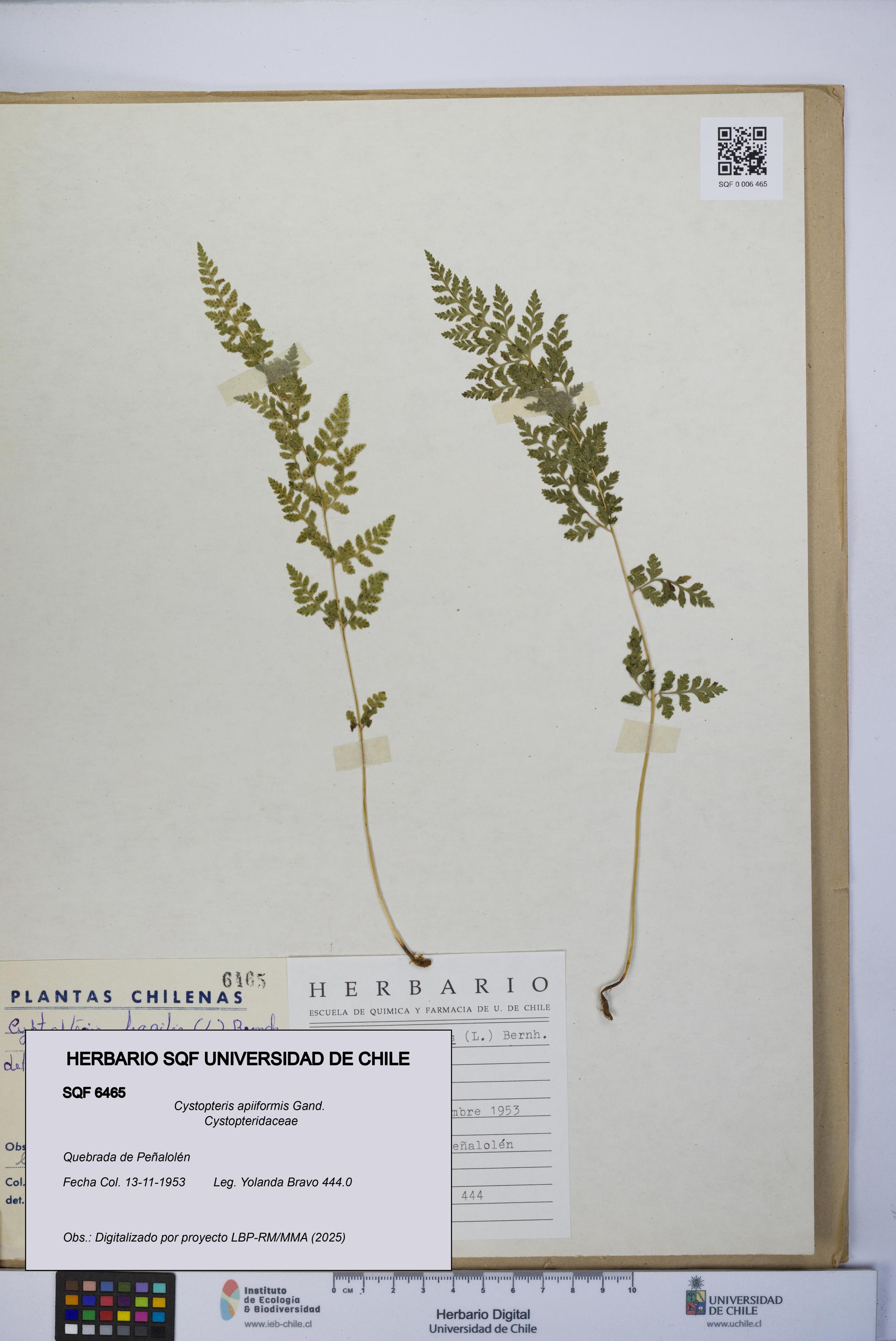 Cystopteris apiiformis [Espécimen: UCH:SQF:0006465]