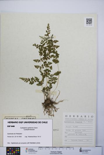 Cystopteris apiiformis [Espécimen: UCH:SQF:0006466]