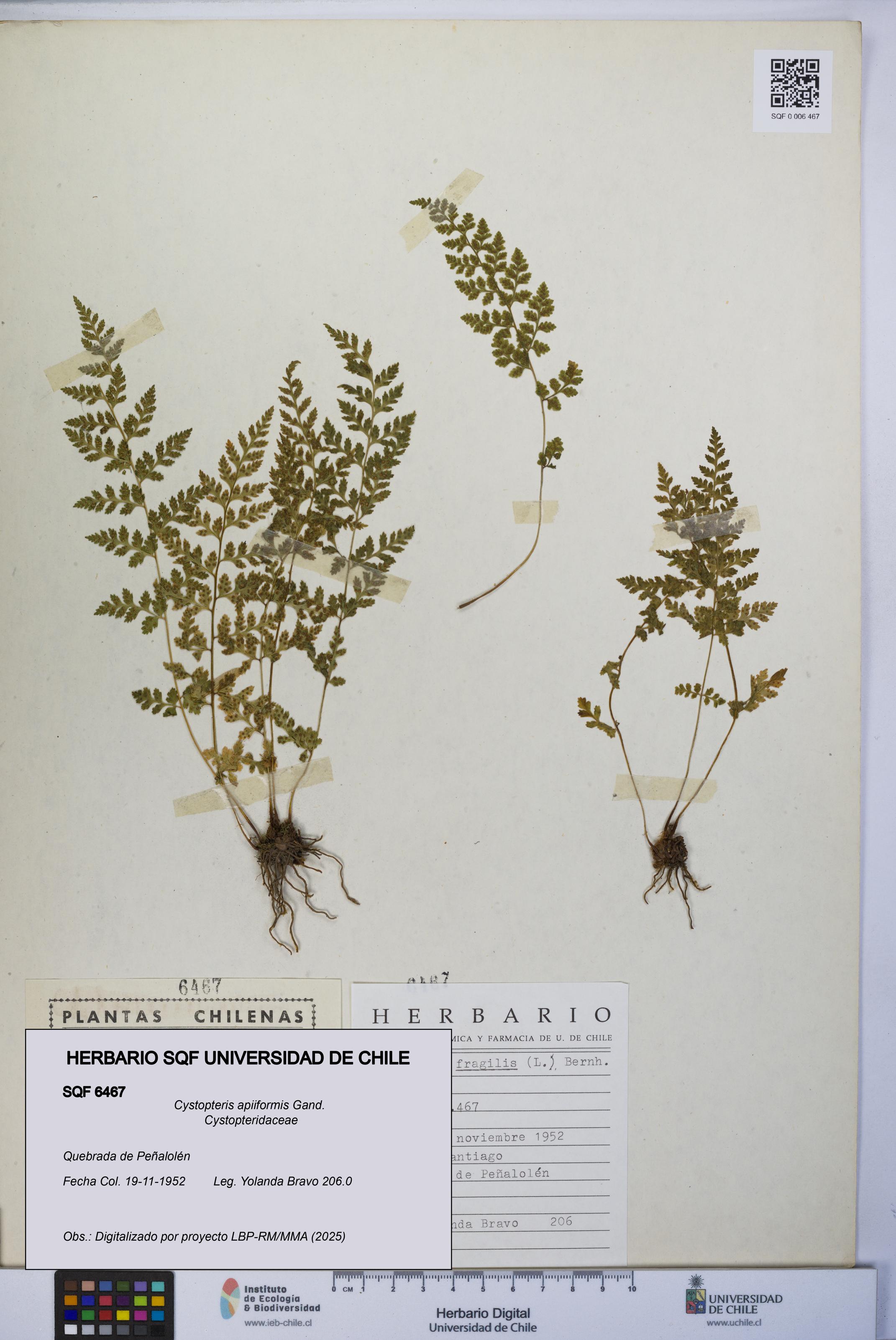 Cystopteris apiiformis [Espécimen: UCH:SQF:0006467]