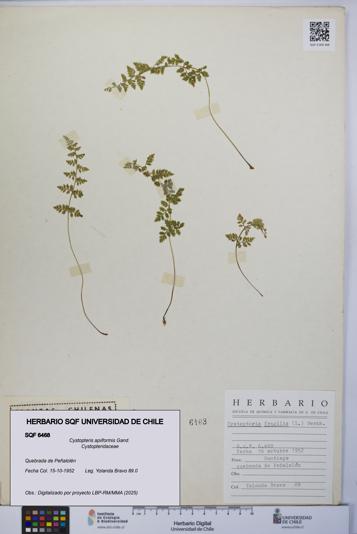 Cystopteris apiiformis [Espécimen: UCH:SQF:0006468]