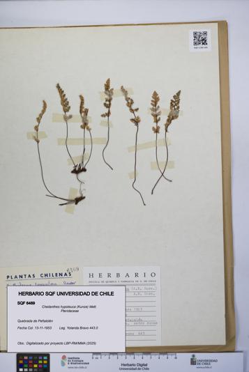 Cheilanthes hypoleuca [Espécimen: UCH:SQF:0006469]