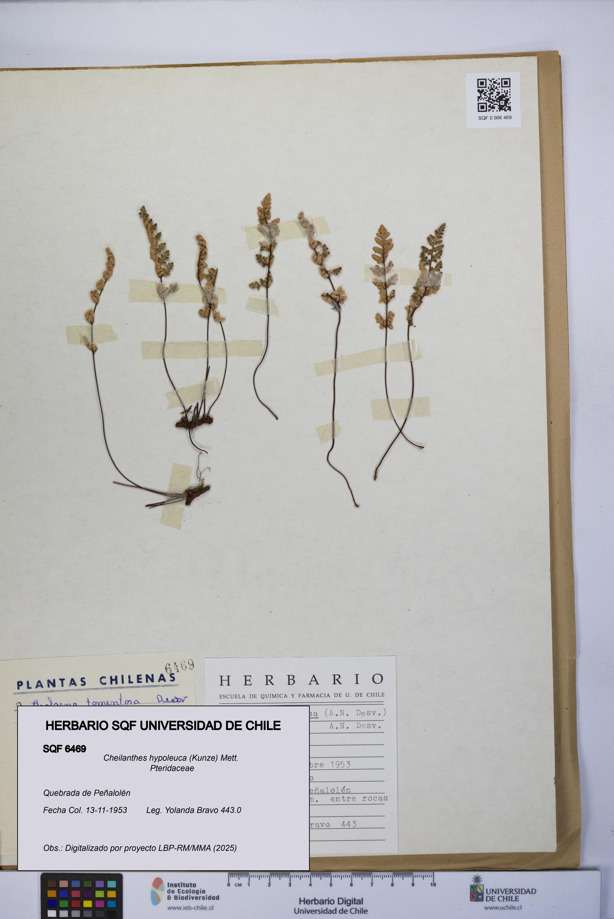 Cheilanthes hypoleuca [Espécimen: UCH:SQF:0006469]