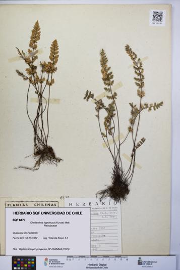 Cheilanthes hypoleuca [Espécimen: UCH:SQF:0006470]