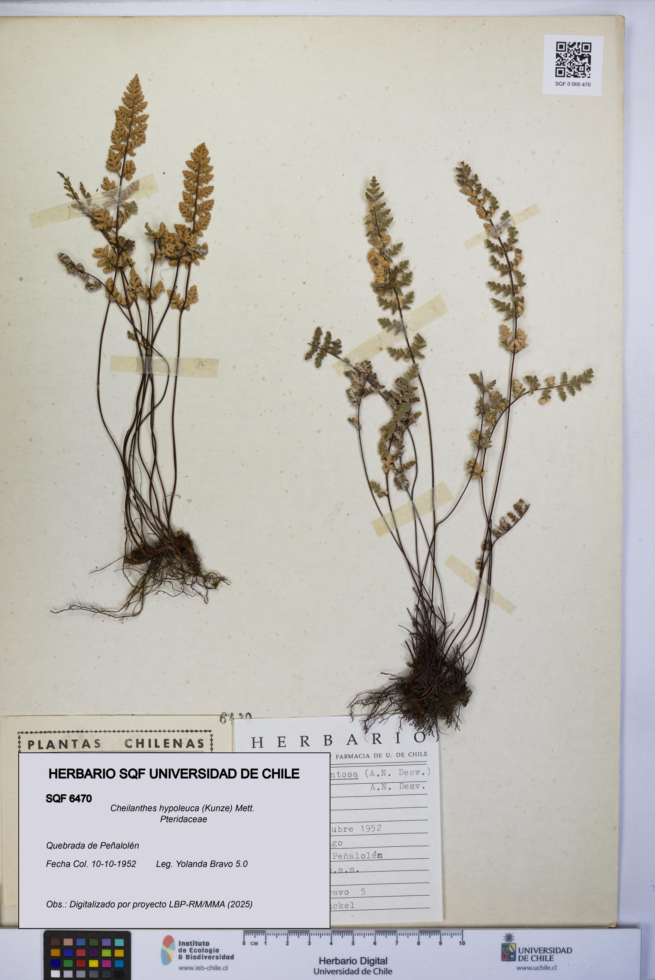 Cheilanthes hypoleuca [Espécimen: UCH:SQF:0006470]