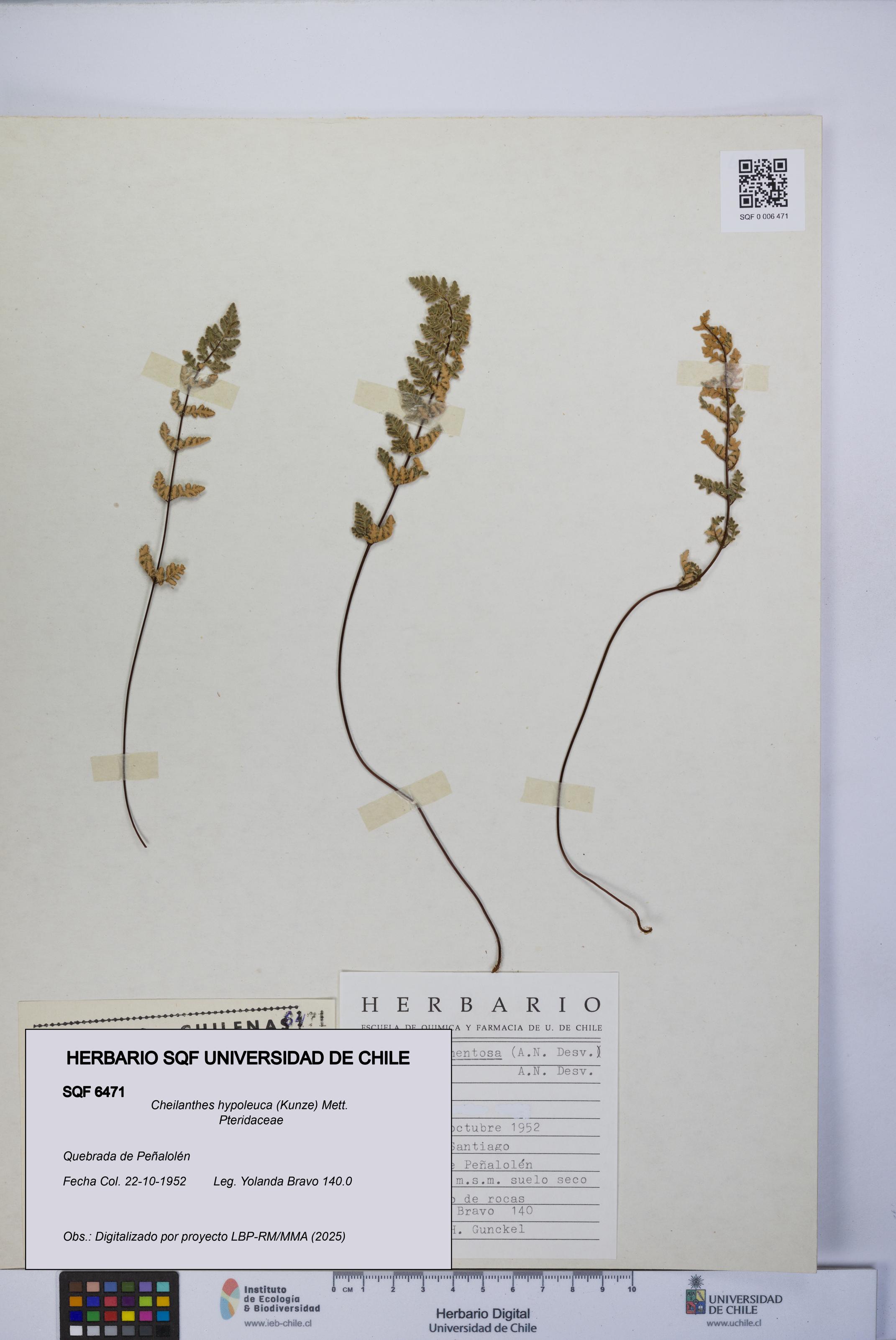 Cheilanthes hypoleuca [Espécimen: UCH:SQF:0006471]